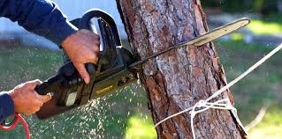 Best Arborist Consultation Services  in Fort Calhoun, NE