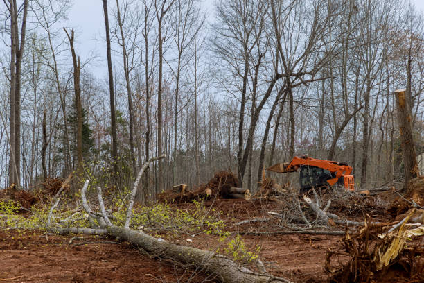 Best Tree Risk Assessment  in Fort Calhoun, NE