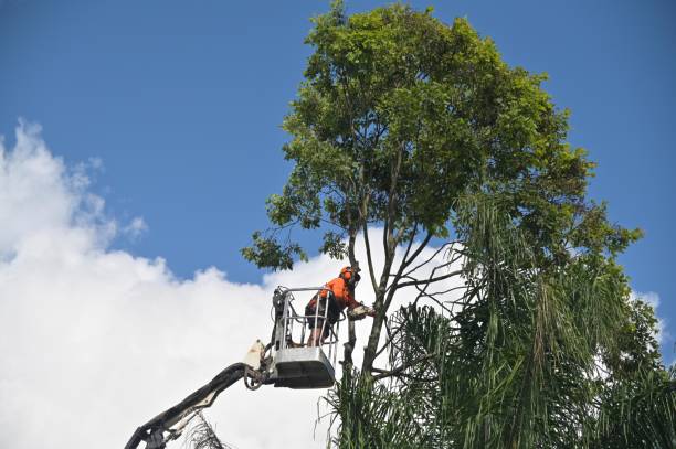 Best Tree Cabling and Bracing  in Fort Calhoun, NE
