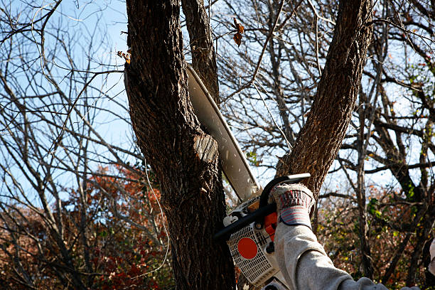 Leaf Removal in Fort Calhoun, NE