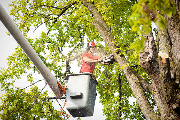 Best Hedge Trimming  in Fort Calhoun, NE