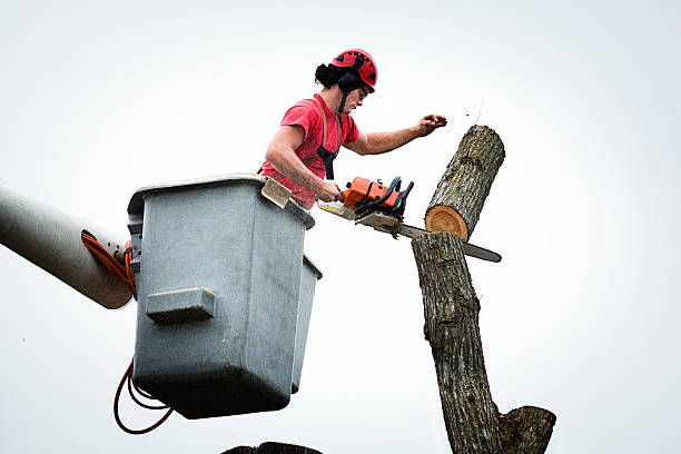 Trusted Fort Calhoun, NE Tree Care Experts